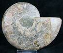 Split Ammonite Fossil (Half) - Beautiful #7976-1